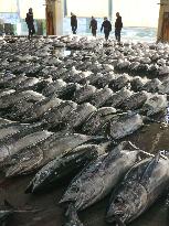 Tuna auction at Wakayama wholesale market