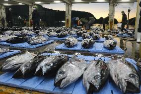 Tuna auction at Wakayama wholesale market