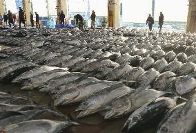 Tuna auction at Wakayama wholesale market