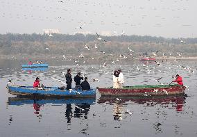 Delhi's Yamuna Ghat Becomes Winter Attraction For Migratory Birds