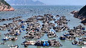 Abalone Harvesting in Fuzhou