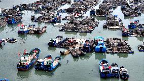 Abalone Harvesting in Fuzhou