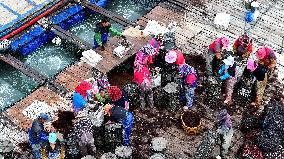 Abalone Harvesting in Fuzhou