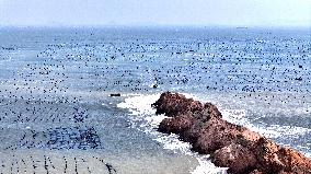 Abalone Harvesting in Fuzhou