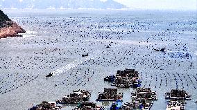 Abalone Harvesting in Fuzhou