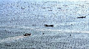 Abalone Harvesting in Fuzhou