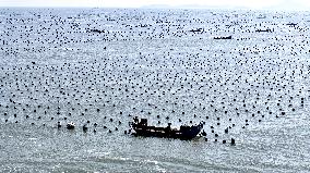 Abalone Harvesting in Fuzhou