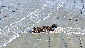 Abalone Harvesting in Fuzhou