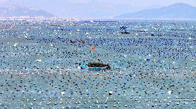 Abalone Harvesting in Fuzhou