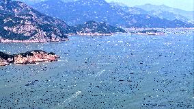 Abalone Harvesting in Fuzhou