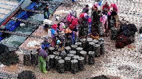 Abalone Harvesting in Fuzhou