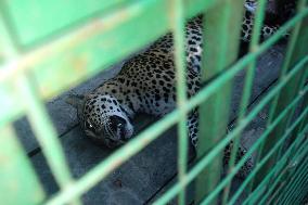 India Wildlife