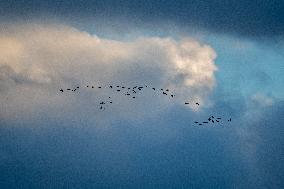 Sandhill Cranes As Winter Storm Blair Approaches