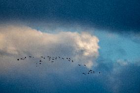 Sandhill Cranes As Winter Storm Blair Approaches