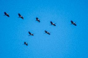 Sandhill Cranes As Winter Storm Blair Approaches