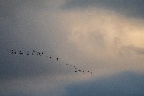 Sandhill Cranes As Winter Storm Blair Approaches