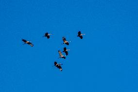 Sandhill Cranes As Winter Storm Blair Approaches