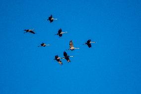 Sandhill Cranes As Winter Storm Blair Approaches