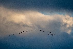 Sandhill Cranes As Winter Storm Blair Approaches