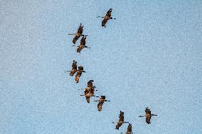 Sandhill Cranes As Winter Storm Blair Approaches