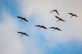 Sandhill Cranes As Winter Storm Blair Approaches