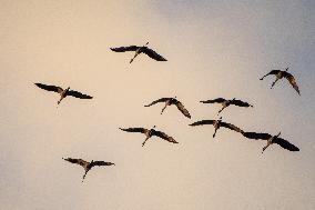 Sandhill Cranes As Winter Storm Blair Approaches