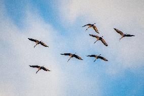 Sandhill Cranes As Winter Storm Blair Approaches