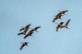 Sandhill Cranes As Winter Storm Blair Approaches