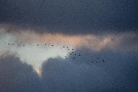 Sandhill Cranes As Winter Storm Blair Approaches