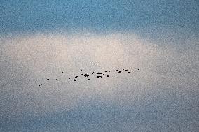 Sandhill Cranes As Winter Storm Blair Approaches