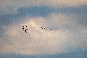 Sandhill Cranes As Winter Storm Blair Approaches