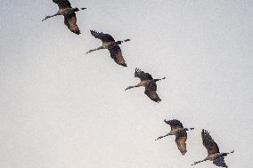 Sandhill Cranes As Winter Storm Blair Approaches