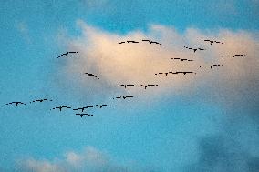 Sandhill Cranes As Winter Storm Blair Approaches