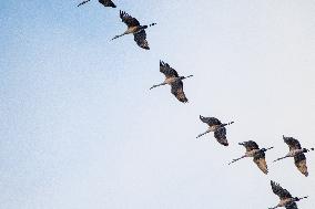 Sandhill Cranes As Winter Storm Blair Approaches