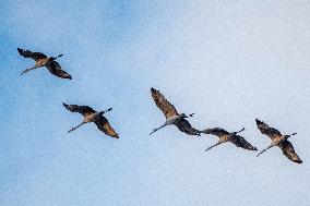 Sandhill Cranes As Winter Storm Blair Approaches