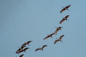 Sandhill Cranes As Winter Storm Blair Approaches