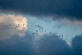 Sandhill Cranes As Winter Storm Blair Approaches