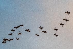 Sandhill Cranes As Winter Storm Blair Approaches