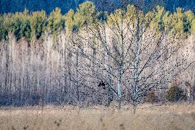 Sandhill Cranes As Winter Storm Blair Approaches