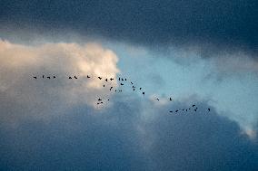 Sandhill Cranes As Winter Storm Blair Approaches