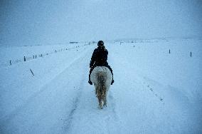 Icelandic Horses