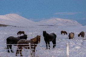 Icelandic Horses