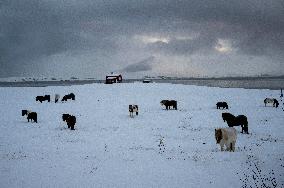 Icelandic Horses