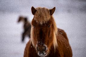 Icelandic Horses