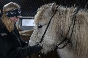 Icelandic Horses