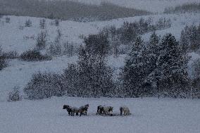 Icelandic Horses