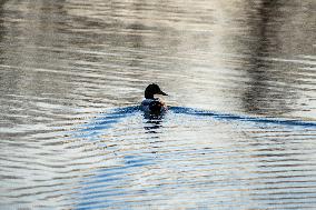 Wildlife At Oxbow Nature Conservancy As Winter Storm Blair Approaches