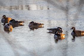 Wildlife At Oxbow Nature Conservancy As Winter Storm Blair Approaches