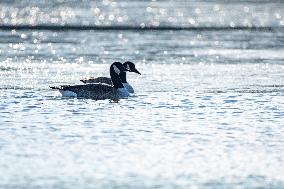 Wildlife At Oxbow Nature Conservancy As Winter Storm Blair Approaches