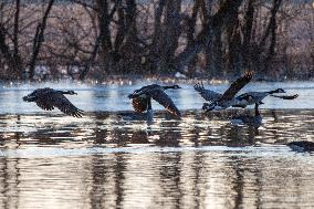 Wildlife At Oxbow Nature Conservancy As Winter Storm Blair Approaches